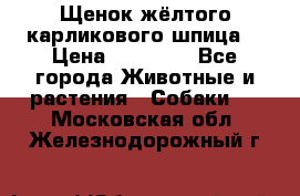 Щенок жёлтого карликового шпица  › Цена ­ 50 000 - Все города Животные и растения » Собаки   . Московская обл.,Железнодорожный г.